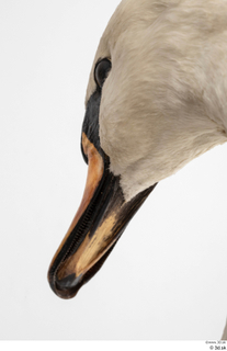 Mute swan beak head mouth 0002.jpg
